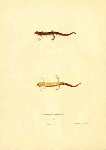 Reproducción/Reproduction 6075890539: North American herpetology. v.2. Philadelphia :J. Dobson,1836-1840
