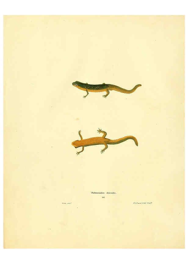 Reproducción/Reproduction 6076426794: North American herpetology. v.2. Philadelphia :J. Dobson,1836-1840