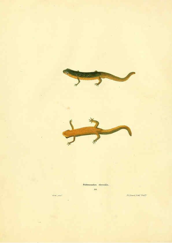Reproducción/Reproduction 6076426794: North American herpetology. v.2. Philadelphia :J. Dobson,1836-1840