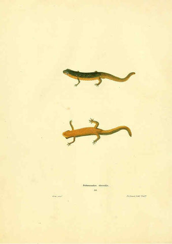 Reproducción/Reproduction 6076426794: North American herpetology. v.2. Philadelphia :J. Dobson,1836-1840