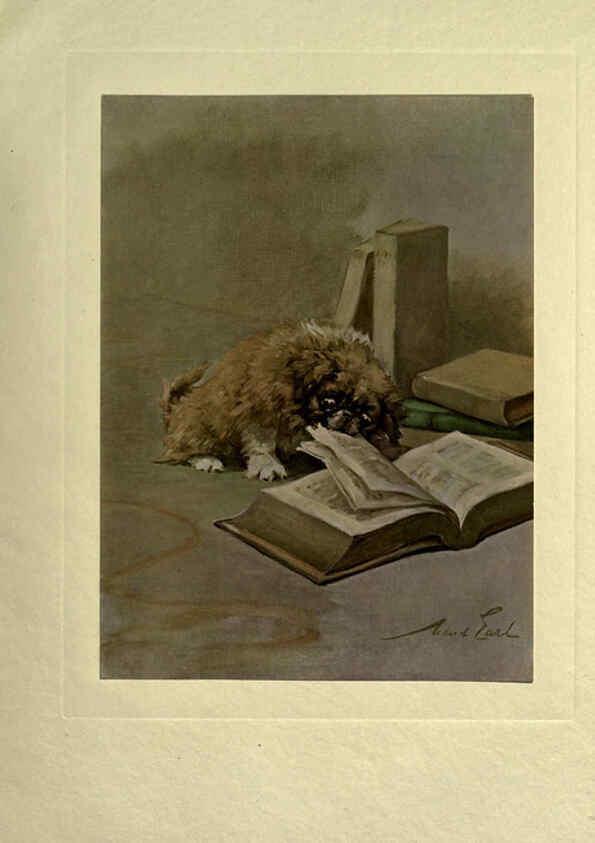 Reproducción/Reproduction 6073915686: The power of the dog London :Hodder and Stoughton,[1910 or 1911.] 