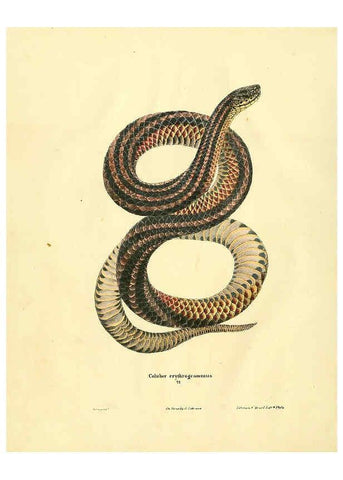 Reproducción/Reproduction 6076430008: North American herpetology. v.2. Philadelphia :J. Dobson,1836-1840