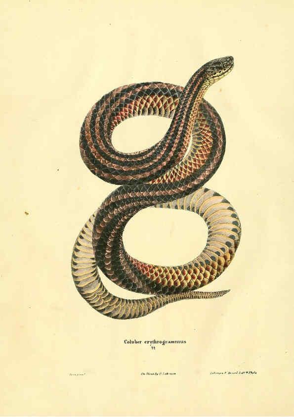Reproducción/Reproduction 6076430008: North American herpetology. v.2. Philadelphia :J. Dobson,1836-1840