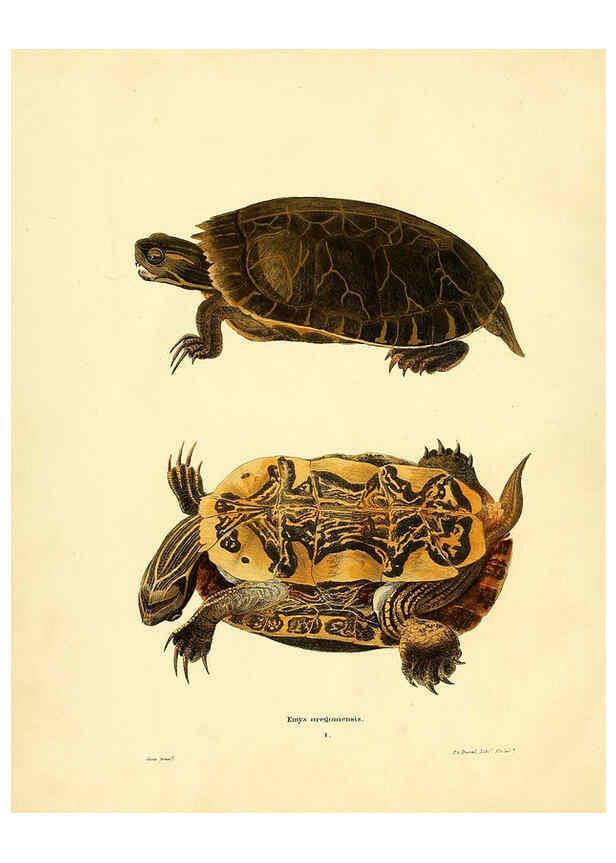 Reproducción/Reproduction 6075887351: North American herpetology. v.2. Philadelphia :J. Dobson,1836-1840