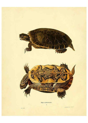 Reproducción/Reproduction 6075887351: North American herpetology. v.2. Philadelphia :J. Dobson,1836-1840