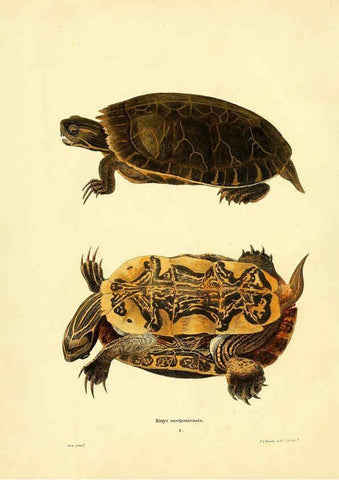 Reproducción/Reproduction 6075887351: North American herpetology. v.2. Philadelphia :J. Dobson,1836-1840