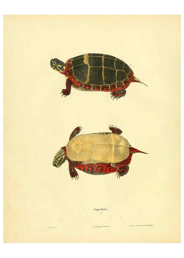 Reproducción/Reproduction 6076425682: North American herpetology. v.2. Philadelphia :J. Dobson,1836-1840
