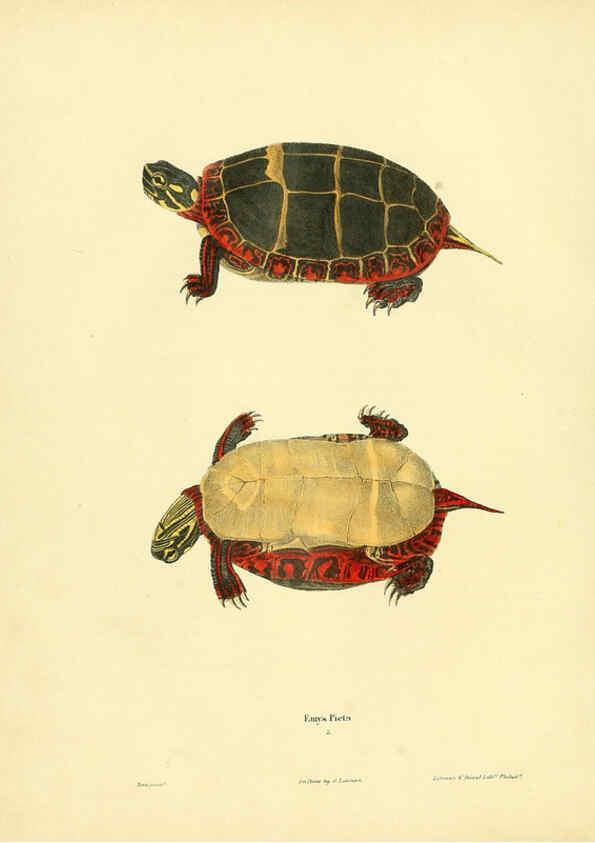 Reproducción/Reproduction 6076425682: North American herpetology. v.2. Philadelphia :J. Dobson,1836-1840