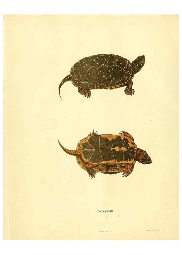 Reproducción/Reproduction 6075889633: North American herpetology. v.2. Philadelphia :J. Dobson,1836-1840