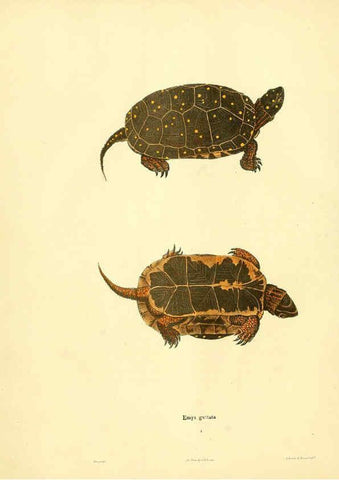 Reproducción/Reproduction 6075889633: North American herpetology. v.2. Philadelphia :J. Dobson,1836-1840