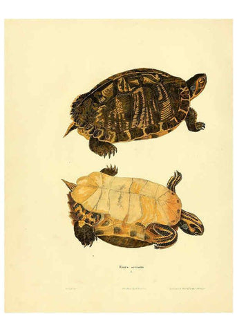 Reproducción/Reproduction 6076425932: North American herpetology. v.2. Philadelphia :J. Dobson,1836-1840