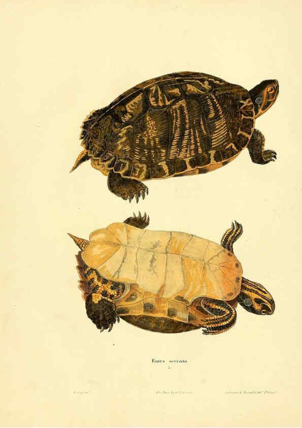 Reproducción/Reproduction 6076425932: North American herpetology. v.2. Philadelphia :J. Dobson,1836-1840