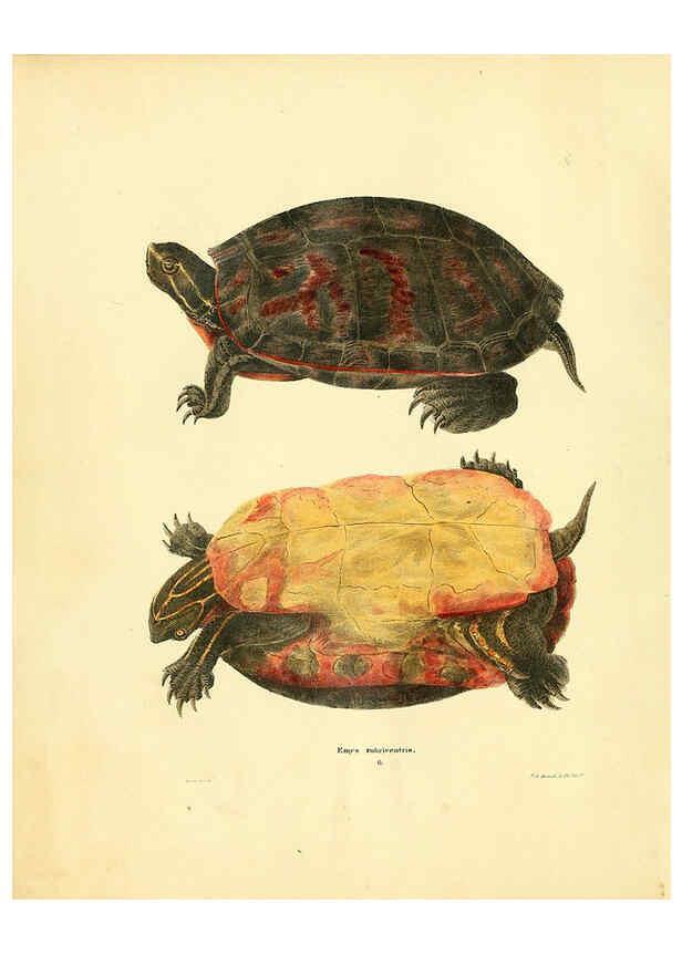 Reproducción/Reproduction 6076426100: North American herpetology. v.2. Philadelphia :J. Dobson,1836-1840