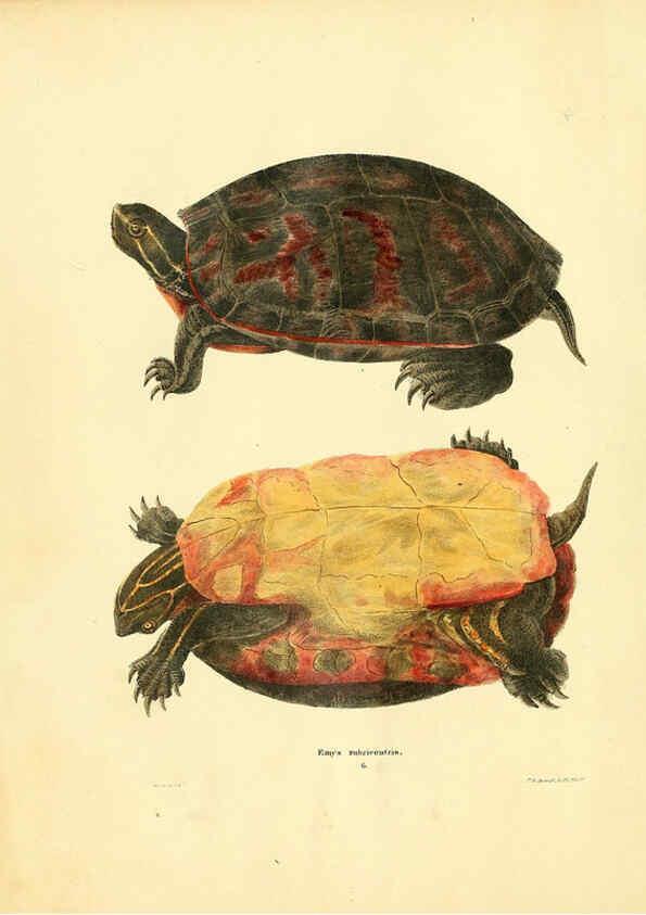 Reproducción/Reproduction 6076426100: North American herpetology. v.2. Philadelphia :J. Dobson,1836-1840