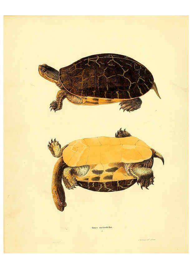 Reproducción/Reproduction 6076426262: North American herpetology. v.2. Philadelphia :J. Dobson,1836-1840