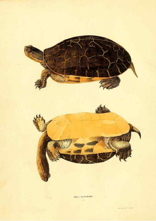 Reproducción/Reproduction 6076426262: North American herpetology. v.2. Philadelphia :J. Dobson,1836-1840