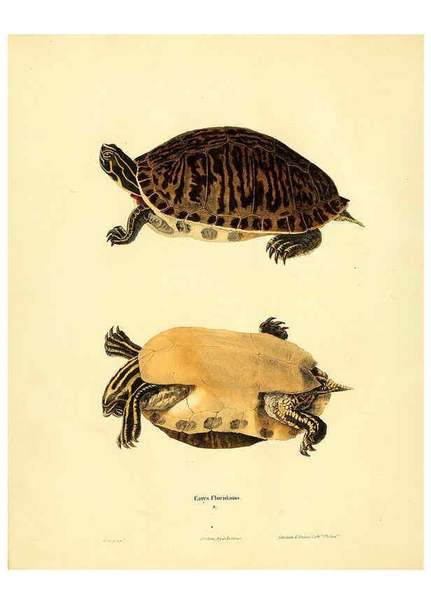 Reproducción/Reproduction 6075890187: North American herpetology. v.2. Philadelphia :J. Dobson,1836-1840