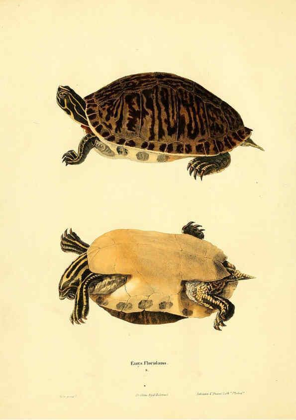 Reproducción/Reproduction 6075890187: North American herpetology. v.2. Philadelphia :J. Dobson,1836-1840