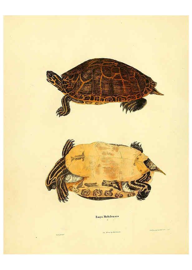 Reproducción/Reproduction 6076426644: North American herpetology. v.2. Philadelphia :J. Dobson,1836-1840