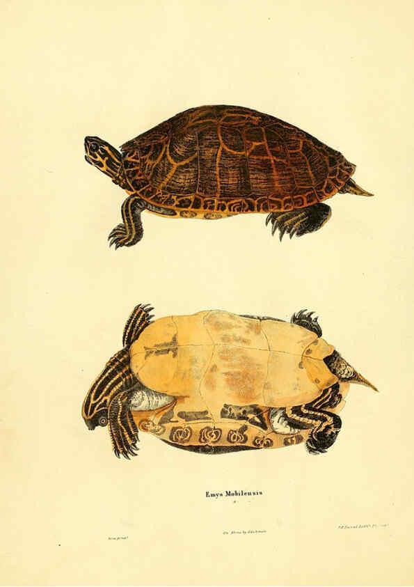 Reproducción/Reproduction 6076426644: North American herpetology. v.2. Philadelphia :J. Dobson,1836-1840