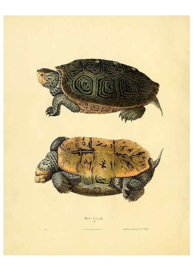 Reproducción/Reproduction 6076425536: North American herpetology. v.2. Philadelphia :J. Dobson,1836-1840