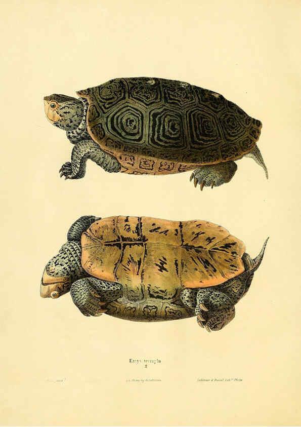 Reproducción/Reproduction 6076425536: North American herpetology. v.2. Philadelphia :J. Dobson,1836-1840