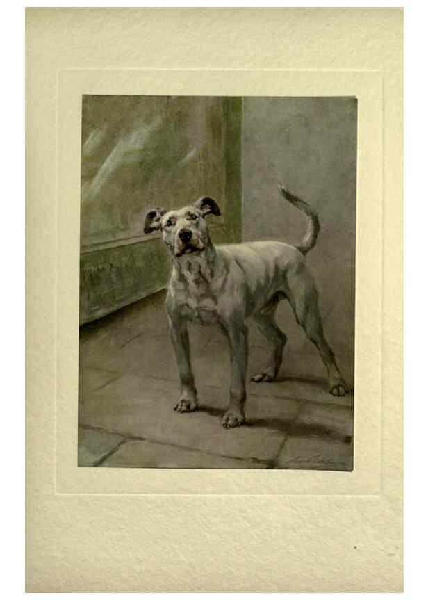 Reproducción/Reproduction 6073913150: The power of the dog London :Hodder and Stoughton,[1910 or 1911.] 