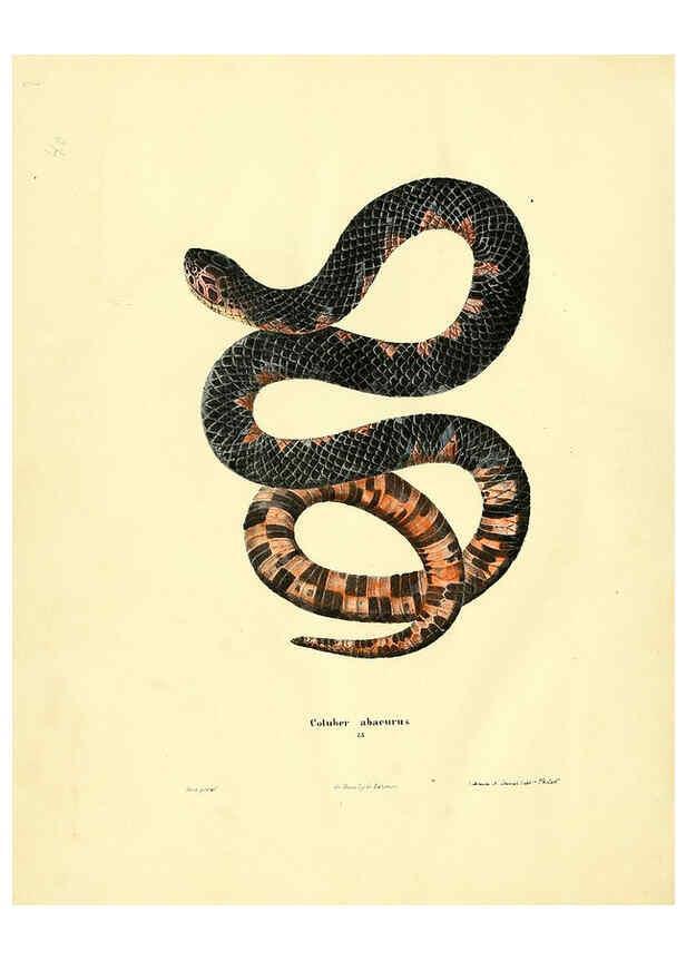 Reproducción/Reproduction 6076430156: North American herpetology. v.2. Philadelphia :J. Dobson,1836-1840