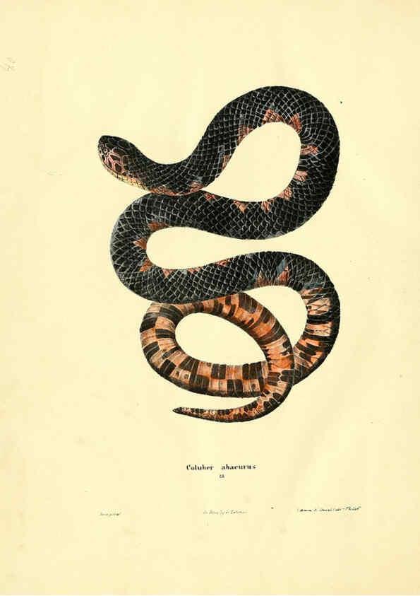 Reproducción/Reproduction 6076430156: North American herpetology. v.2. Philadelphia :J. Dobson,1836-1840