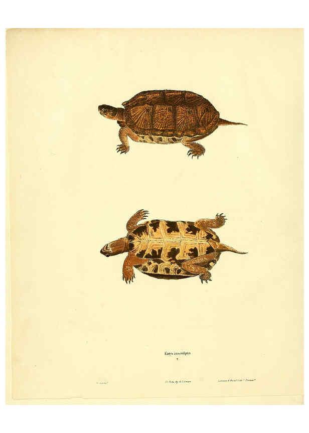 Reproducción/Reproduction 6076442940: North American herpetology. v.3. Philadelphia :J. Dobson,1836-1840