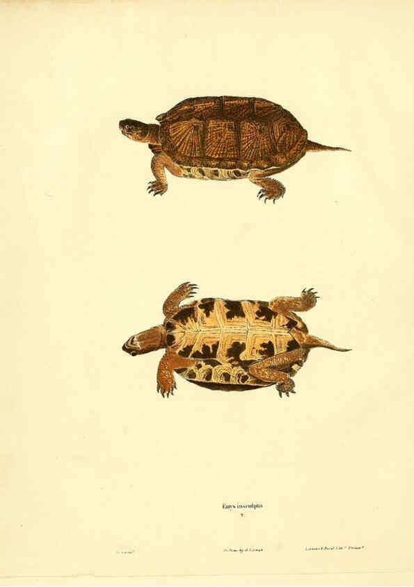 Reproducción/Reproduction 6076442940: North American herpetology. v.3. Philadelphia :J. Dobson,1836-1840