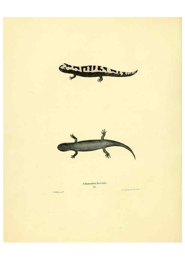 Reproducción/Reproduction 6076446140: North American herpetology. v.3. Philadelphia :J. Dobson,1836-1840