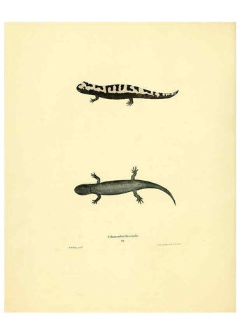 Reproducción/Reproduction 6076446140: North American herpetology. v.3. Philadelphia :J. Dobson,1836-1840