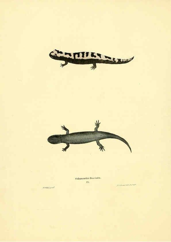 Reproducción/Reproduction 6076446140: North American herpetology. v.3. Philadelphia :J. Dobson,1836-1840