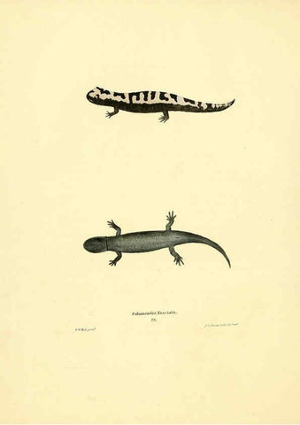 Reproducción/Reproduction 6076446140: North American herpetology. v.3. Philadelphia :J. Dobson,1836-1840