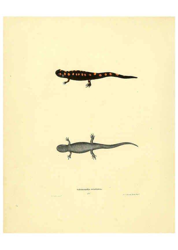 Reproducción/Reproduction 6075909597: North American herpetology. v.3. Philadelphia :J. Dobson,1836-1840