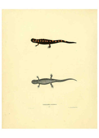 Reproducción/Reproduction 6075909597: North American herpetology. v.3. Philadelphia :J. Dobson,1836-1840