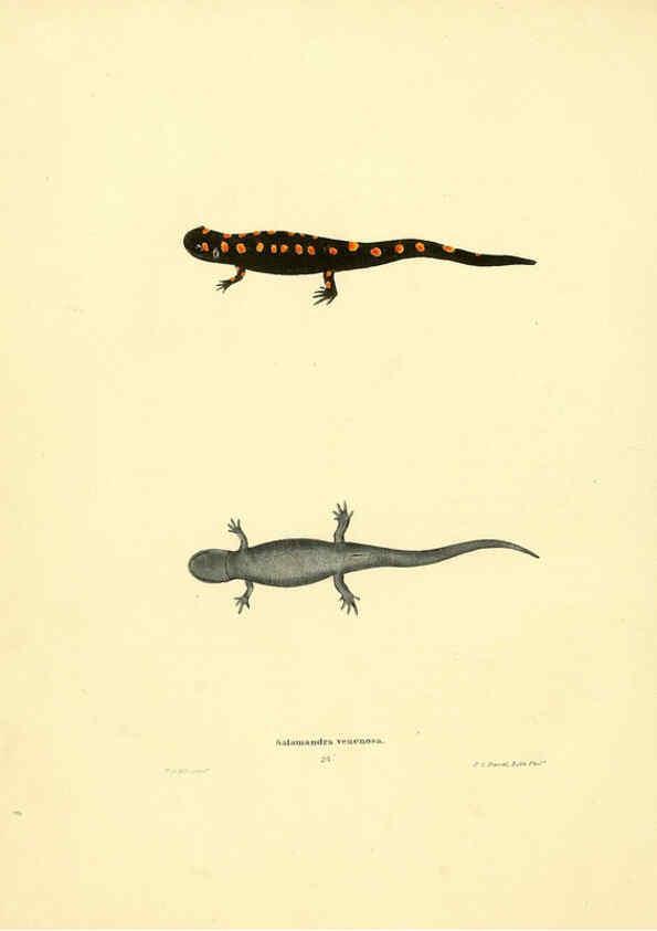 Reproducción/Reproduction 6075909597: North American herpetology. v.3. Philadelphia :J. Dobson,1836-1840
