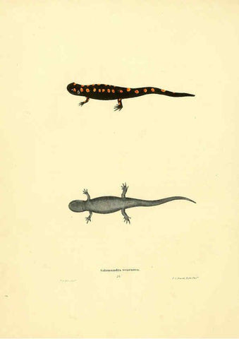 Reproducción/Reproduction 6075909597: North American herpetology. v.3. Philadelphia :J. Dobson,1836-1840