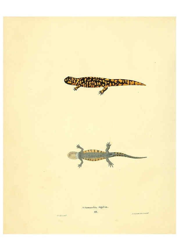 Reproducción/Reproduction 6076446460: North American herpetology. v.3. Philadelphia :J. Dobson,1836-1840
