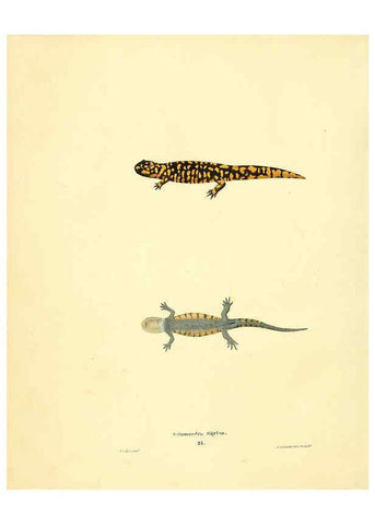 Reproducción/Reproduction 6076446460: North American herpetology. v.3. Philadelphia :J. Dobson,1836-1840