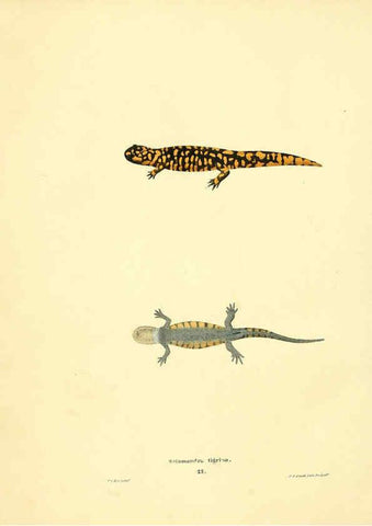 Reproducción/Reproduction 6076446460: North American herpetology. v.3. Philadelphia :J. Dobson,1836-1840