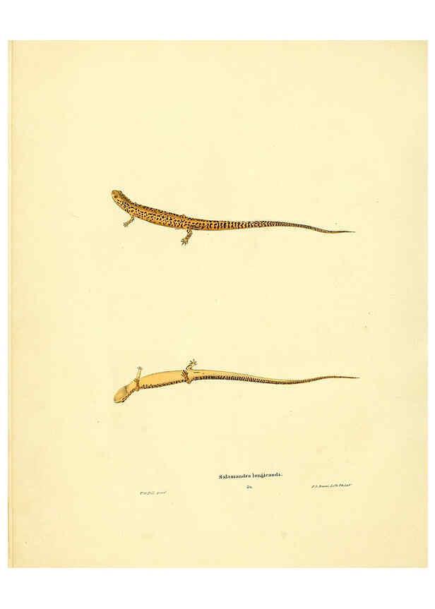 Reproducción/Reproduction 6075909869: North American herpetology. v.3. Philadelphia :J. Dobson,1836-1840