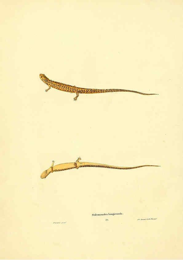 Reproducción/Reproduction 6075909869: North American herpetology. v.3. Philadelphia :J. Dobson,1836-1840