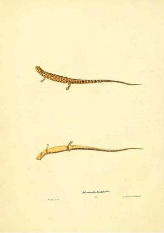 Reproducción/Reproduction 6075909869: North American herpetology. v.3. Philadelphia :J. Dobson,1836-1840