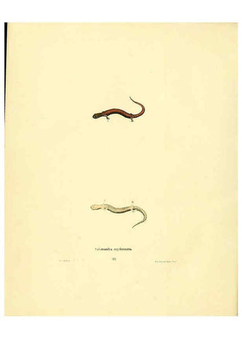 Reproducción/Reproduction 6076446808: North American herpetology. v.3. Philadelphia :J. Dobson,1836-1840