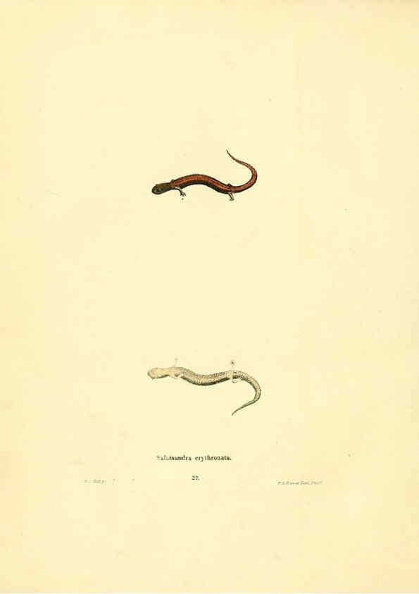 Reproducción/Reproduction 6076446808: North American herpetology. v.3. Philadelphia :J. Dobson,1836-1840
