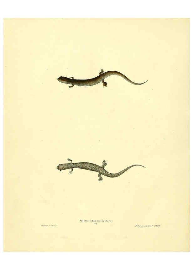 Reproducción/Reproduction 6076446914: North American herpetology. v.3. Philadelphia :J. Dobson,1836-1840
