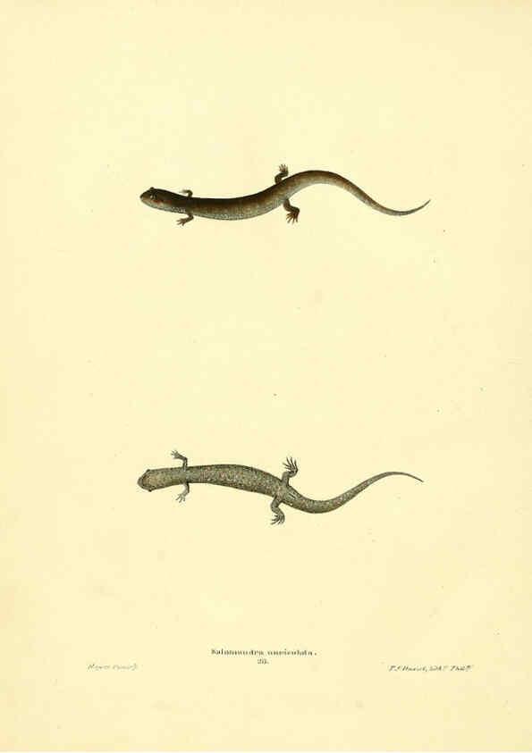Reproducción/Reproduction 6076446914: North American herpetology. v.3. Philadelphia :J. Dobson,1836-1840