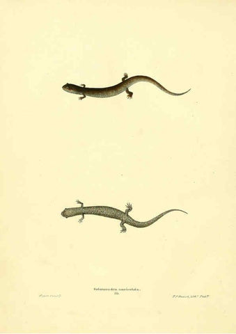 Reproducción/Reproduction 6076446914: North American herpetology. v.3. Philadelphia :J. Dobson,1836-1840